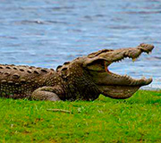 Krokodil