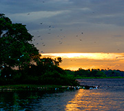 Sinharaja