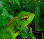 Sinharaja