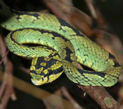 Sinharaja