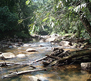 Sinharaja