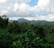 Sinharaja