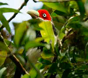 Sinharaja