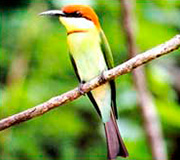 Sinharaja