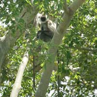 Siva opica - Udawalawe