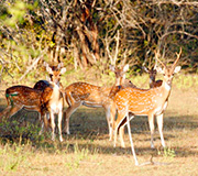 NARODNI PARK WASGAMUWA