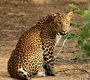Gepard